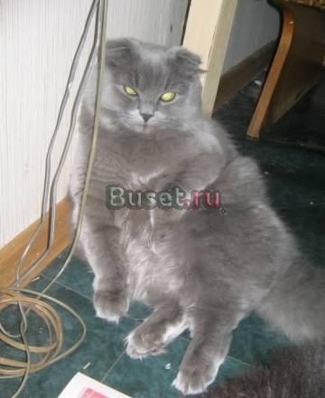 Кошка британская голубая вислоухая 1.5 года Москва