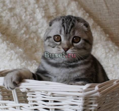Шикарные вислоухие котята Екатеринбург