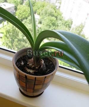 Гиппеаструм (Hippeastrum) в горшке Москва