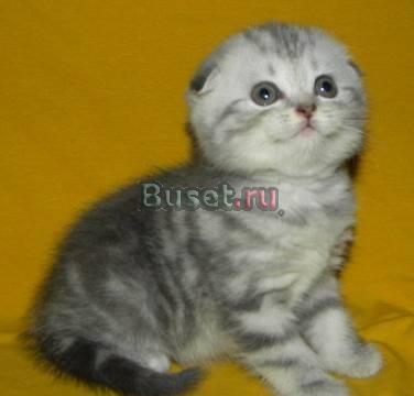 Шотландские вислоухие и прямоухие котята от 1500ру Москва