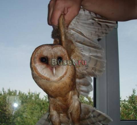 Продаю сову Ростов-на-Дону