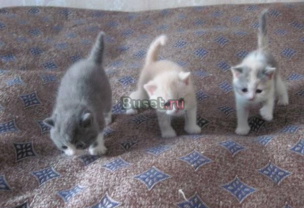 Шотландские вислоухие и страйт котята Санкт-Петербург