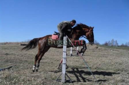 Молодой жеребец"Орган" Суздаль