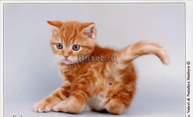 Британские красные котики Санкт-Петербург