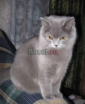 Британские котята ждут заботливых хозяев Волгоград