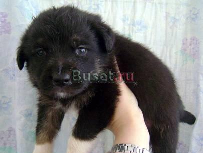 Щенки с ладошку, возраст-3 недели в хорошие руки Санкт-Петербург
