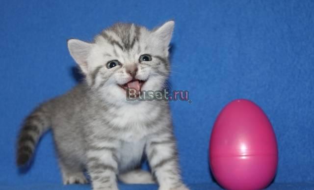 Британские котята для вас Москва