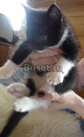Отдам Котенка в хорошие руки Санкт-Петербург