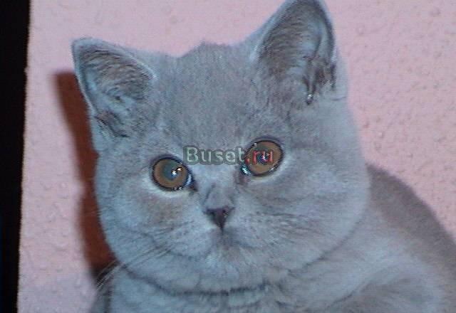 Выставка  пав 64 и продажа котят Москва