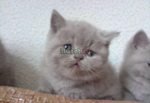 Выставка  пав 64 и продажа котят Москва