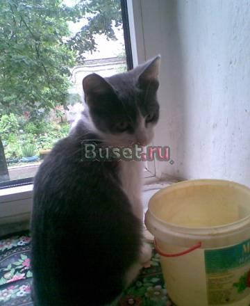 Котенок в добрые руки Сергиев Посад