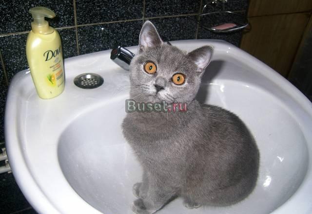 Клубные Британские очаровательные котята Санкт-Петербург