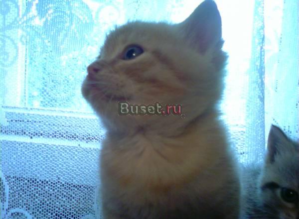 Отдам в хорошие руки рыжика Санкт-Петербург
