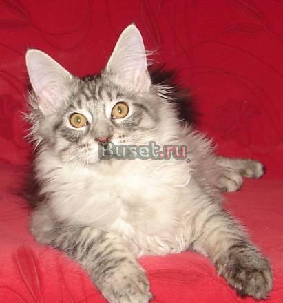 Мейн-куны котята клубные Санкт-Петербург