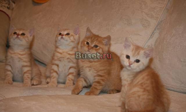 Британские мраморные котята эксклюзивных окрасов Санкт-Петербург