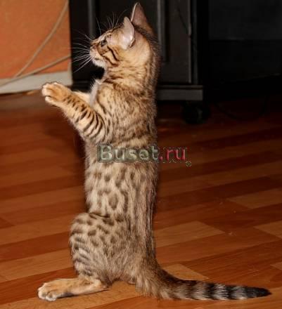 Бенгальская кошка Москва