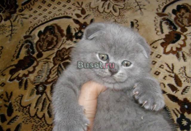 Голубая вислоухая девочка Москва