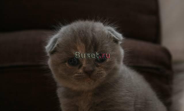 Скоттиш-фолд и страйт котятки Санкт-Петербург