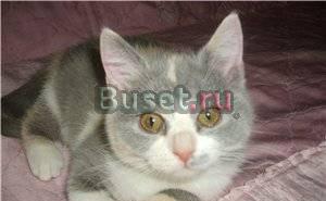 Британские  котята однотонные и цветные Москва