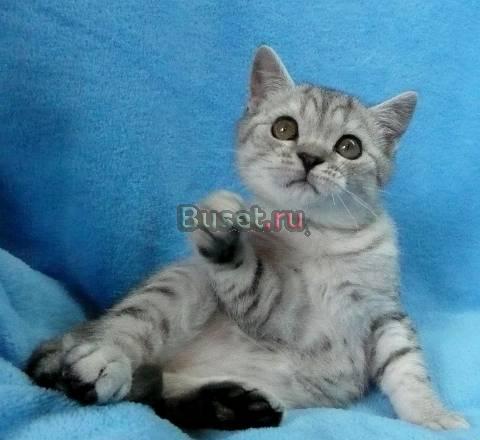 Британские Котята Вискасных окрасов Санкт-Петербург