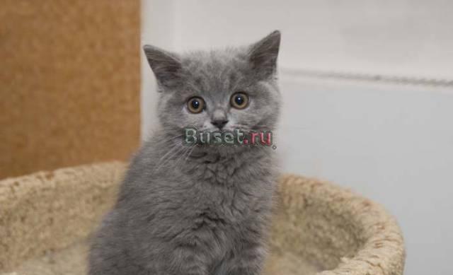 Британские чистопородные котята Санкт-Петербург