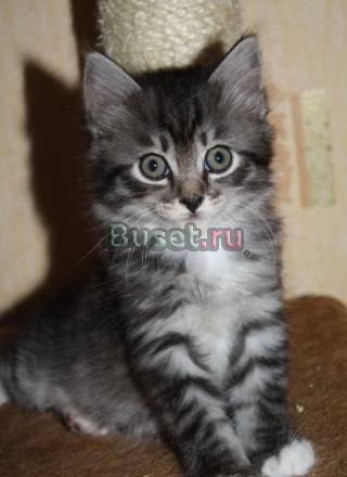 Кошечка Курильского Бобтейла Волгоград