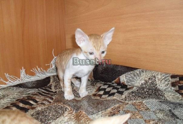 Котятки корниш-рекс Челябинск