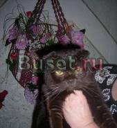Продаю котят британские и шотландские вислоухие Ростов-на-Дону