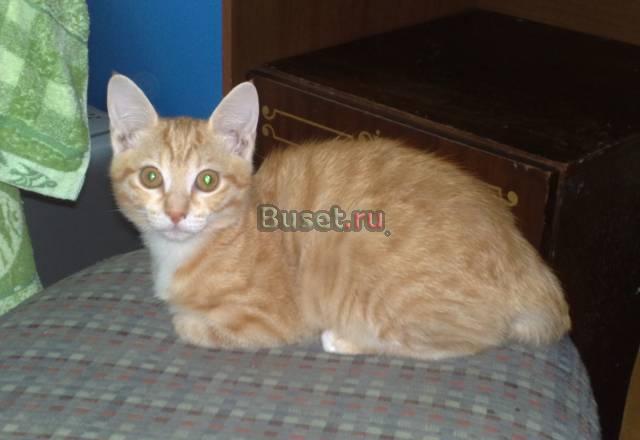 Котята Новосибирск