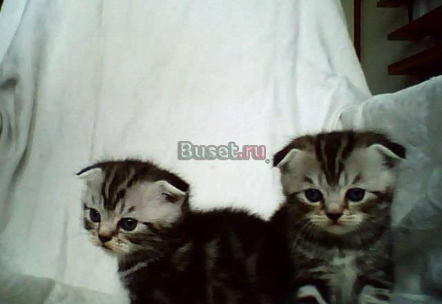 Шотландские мраморные котята Москва