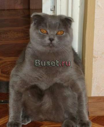 Котята Железноводск