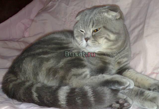 Кот вислоухий шотландец приглашает на вязку Челябинск
