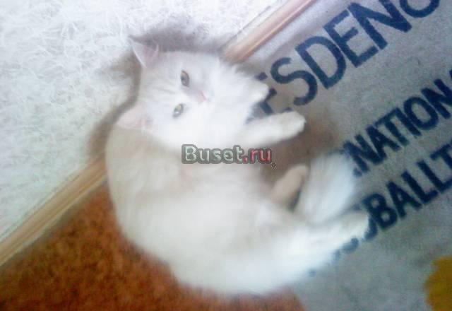 Отдадим кошку в хорошие рука Москва