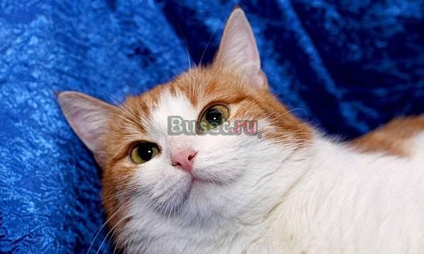 Обаятельный молоденький Рыжик ищет дом Москва