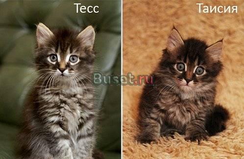 Животные Санкт-Петербург
