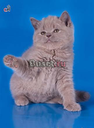 Британские короткошерстные малыши Санкт-Петербург