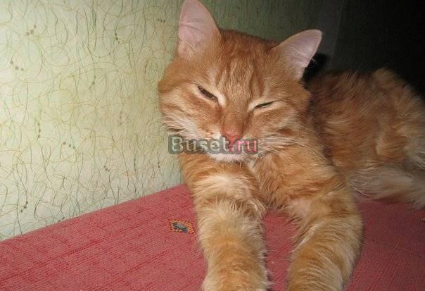 Отдам в добрые руки Челябинск