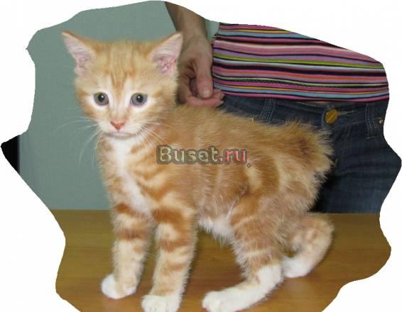 Котенок(кошечка) Омск