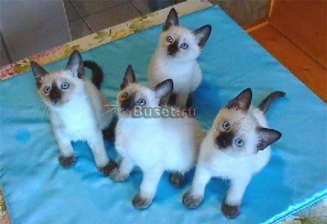 Сиамские котята Санкт-Петербург