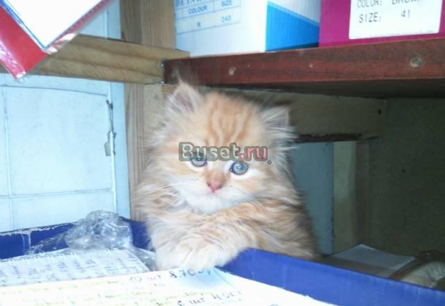 Персидские котята Красноярск