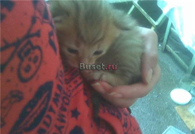 Необыкновенные котята  1мес Санкт-Петербург