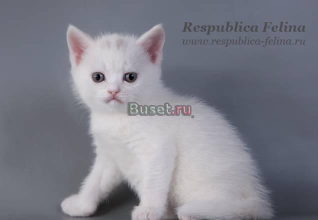 Белый британский котик - шоу качество, эксклюзив Москва