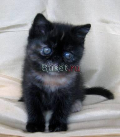 Экзотическая короткошерстная кошечка Москва