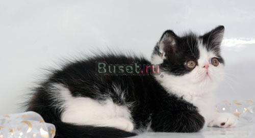 Экзотический короткошерстный котик Москва