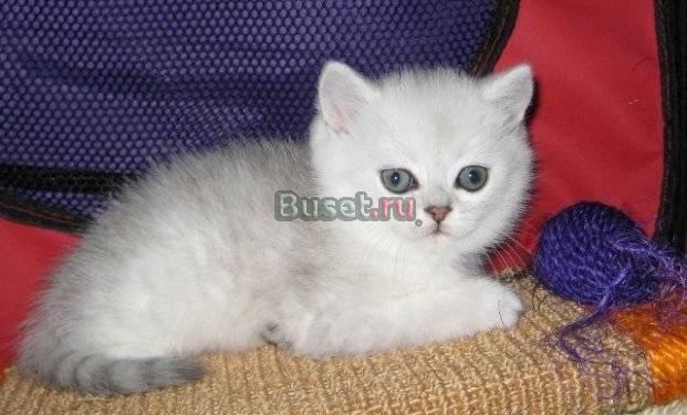 Британские, Шотландские, зеленоглазые шиншиллы Москва