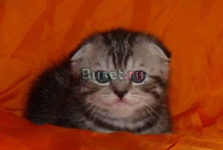 Продается шотландская вислоухая кошечка Москва