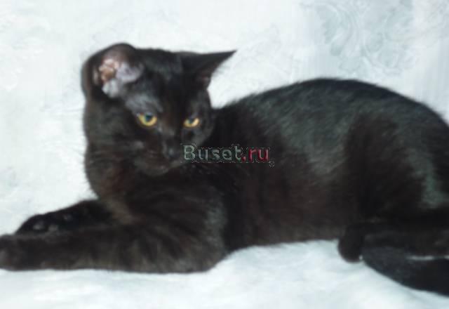 Британские котята -  Клуб Москва