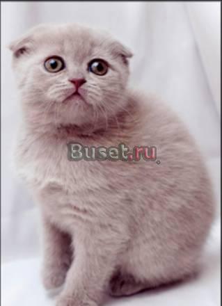 Шотландские вислоухие и британские котята Москва