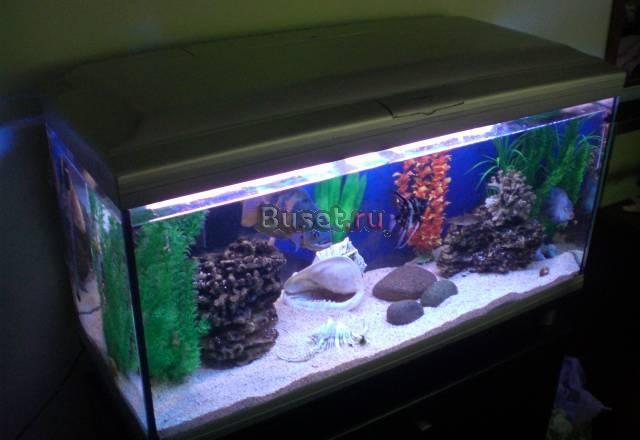Аквариум с тумбой"Сayman professional" silver 230л Москва