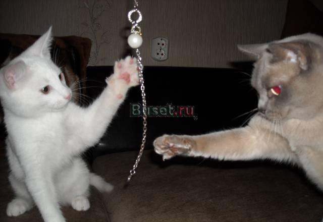 Котенок в хорошие руки .Белоснежное чудо Санкт-Петербург